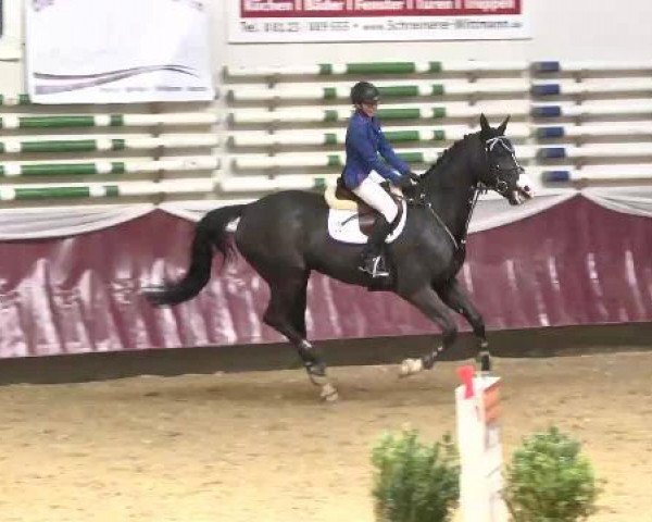Springpferd Ewings (KWPN (Niederländisches Warmblut), 2009, von Lexicon)