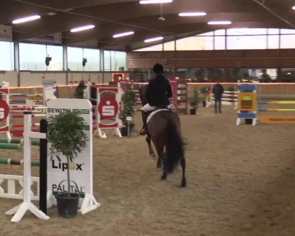 Cavallo da salto Delicious Delight (Holsteiner, 2010, di Diarado)