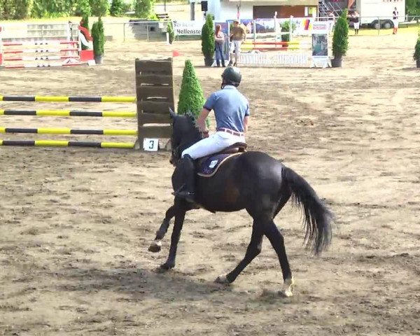 Springpferd Quebec 57 (Bayer, 2009, von Question D'Honneur B) Springpferd Quebec 57 (Bayer, 2009, von Question D'Honneur B)