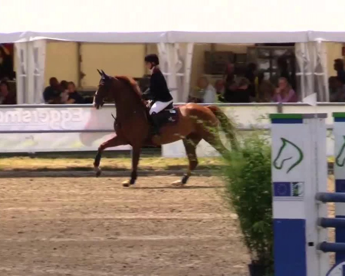 Springpferd HH Gypsy 2 (Hannoveraner, 2009, von Stakkato)