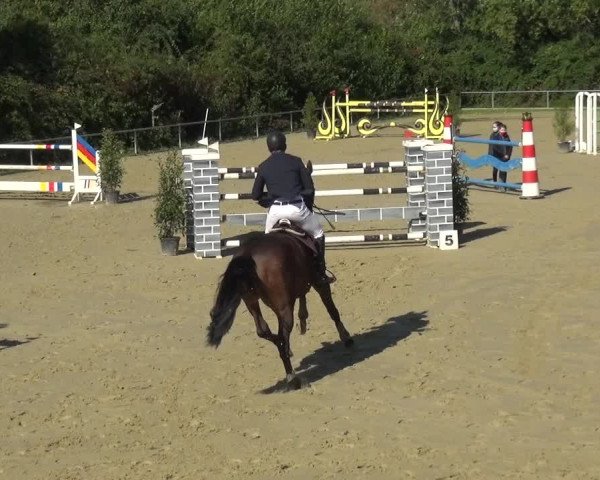Reitturnier Ladenburg 2020