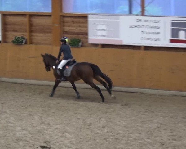 Reitturnier Xanten - Reitanlage Miss 2020
