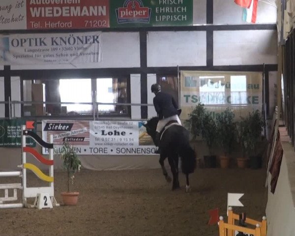 jumper Percy's Plan B (Hanoverian, 2009, from Perigueux)