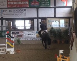 jumper Percy's Plan B (Hanoverian, 2009, from Perigueux)