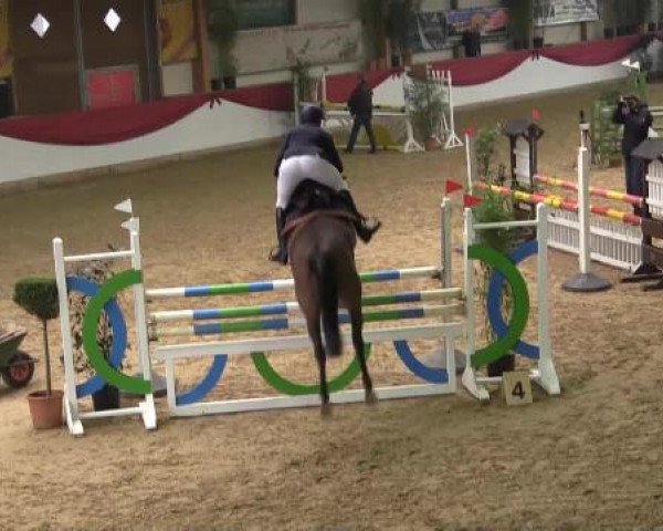 jumper Culina 4 (Westphalian, 2009, from Coronas 2)