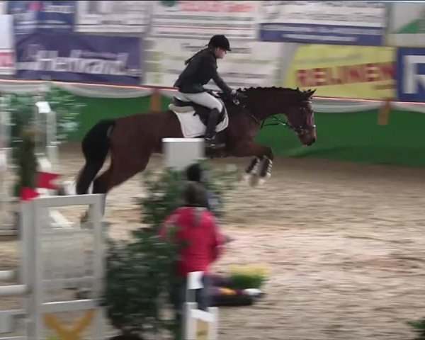 jumper Chivalry Double Dutch (KWPN (Royal Dutch Sporthorse), 2007, from Dutch Capitol)