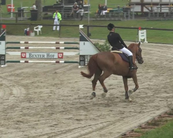 Springpferd Cognac 108 (Oldenburger, 2008, von Check In 2)