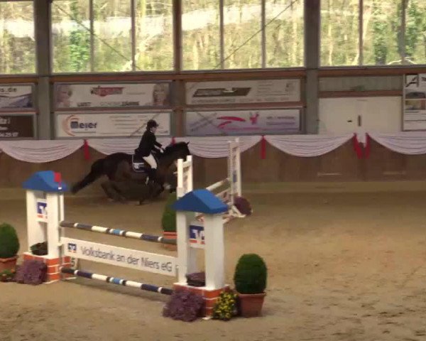 Springpferd Daja 22 (Deutsches Reitpony, 2001, von Doodoo)