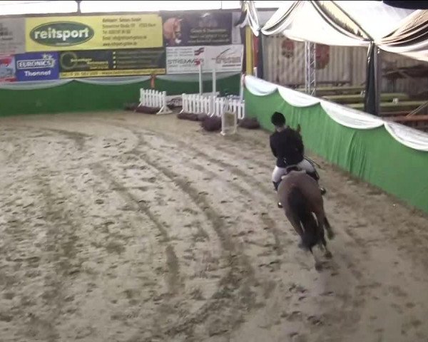 jumper Captain Jack 41 (New Forest Pony, 1992, from Kantje's Ronaldo)