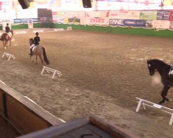 dressage horse Nesquick 25 (German Riding Pony, 2007, from HB Daylight)