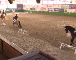 dressage horse Nesquick 25 (German Riding Pony, 2007, from HB Daylight)