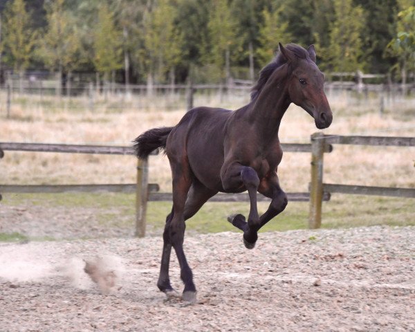 Pferd Hashtag Henri (Westfale, 2021, von Highland White)