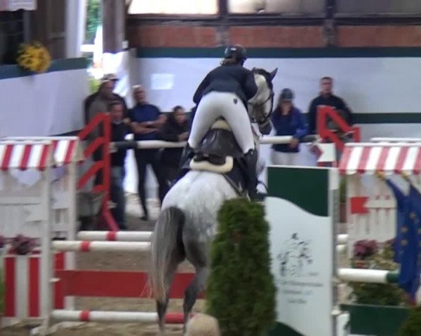 Springpferd la Belle de Rouet (Oldenburger Springpferd, 2009, von Livello)