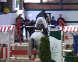 jumper la Belle de Rouet (Oldenburg show jumper, 2009, from Livello)