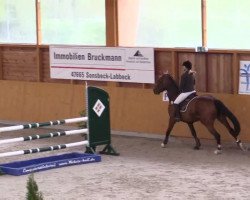 Springpferd Evergreen Cristall (KWPN (Niederländisches Warmblut), 1994, von Diarado)