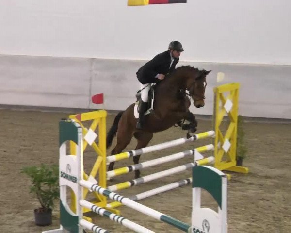 jumper Conmiro 3 (Zweibrücken, 2009, from Ciro 5)