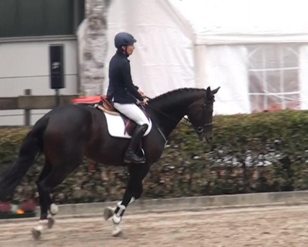 Springpferd Cilien (Mecklenburger, 2009, von Command)
