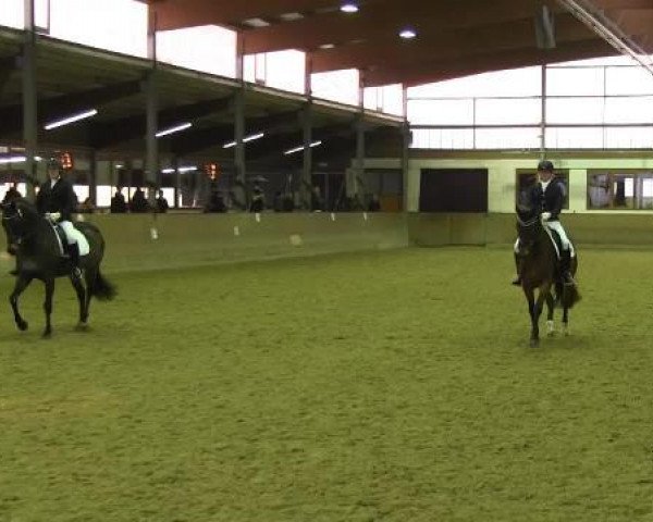 dressage horse Littlefoot 43 (Westphalian, 2010, from Lissaro)