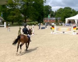 Springpferd Alina 459 (Westfale, 2008, von Avec Coeur 6)
