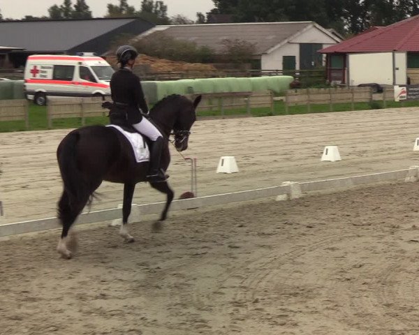 Reitturnier Schülp / Rendsburg 2020
