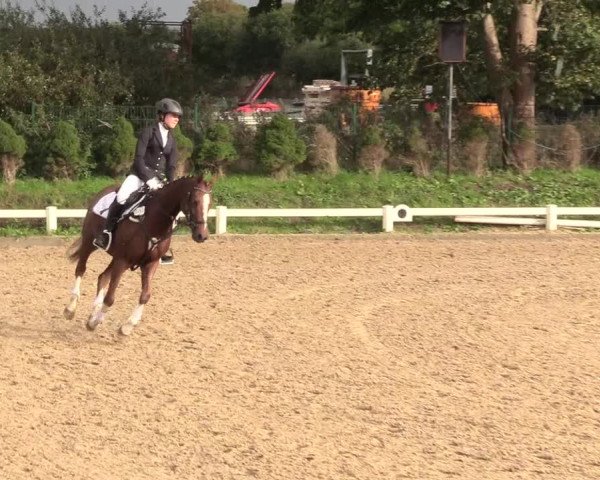 Reitturnier Behrendorf 2020