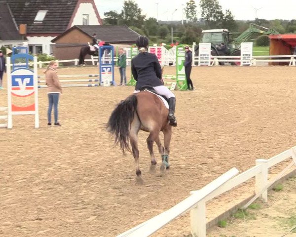 Reitturnier Behrendorf 2020
