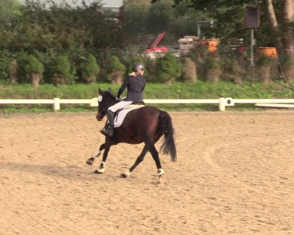 Reitturnier Behrendorf 2020