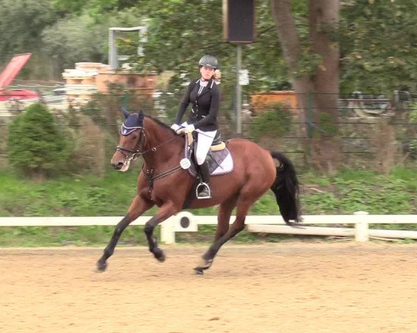 Reitturnier Behrendorf 2020
