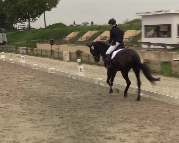 Reitturnier Schülp / Rendsburg 2020