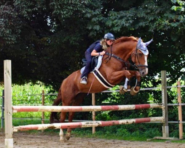 Dressurpferd Holiday 82 (Hannoveraner, 2004, von His Highness) Dressurpferd Holiday 82 (Hannoveraner, 2004, von His Highness)