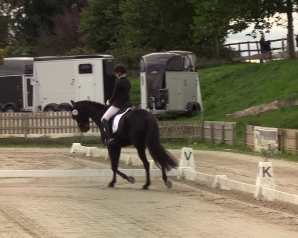 Reitturnier Schülp / Rendsburg 2020