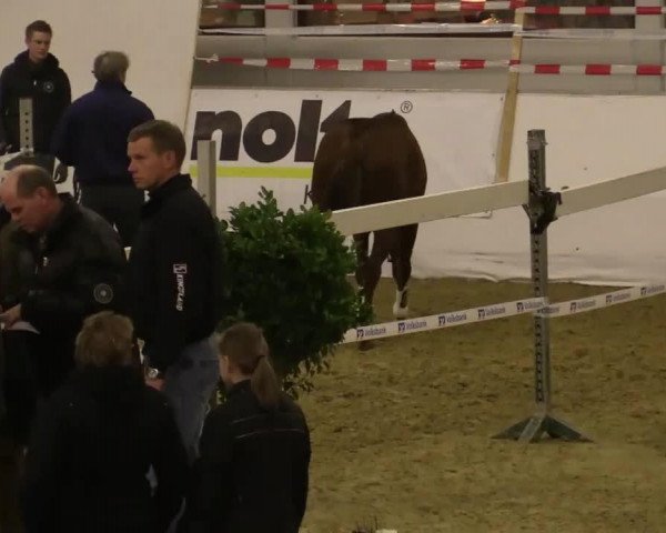 dressage horse Fleetwood Mac (Westphalian, 2011, from Fürst Piccolo)