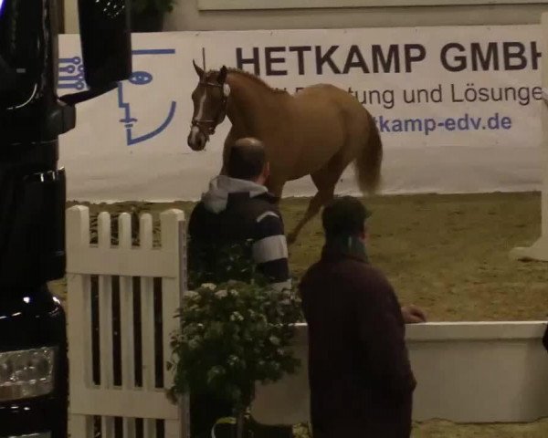Springpferd Dinesse 3 (Deutsches Reitpony, 2010, von Domingo)