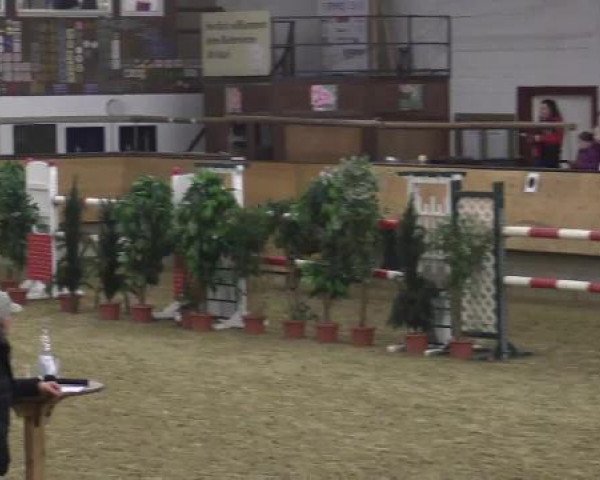 horse Nobel Nautilus (German Riding Pony, 2011, from Nobel Nagano NRW)