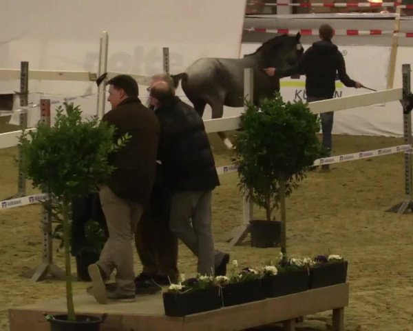 Pferd Crunchynut G-B (Niederländisches Pony, 2011, von David van den Hout)