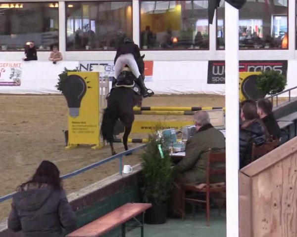 horse Corentin 4 (Westphalian, 2010, from Comme il Faut)