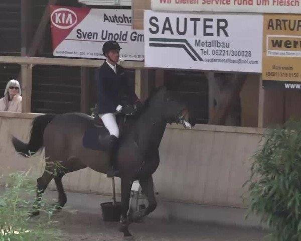 jumper Coco 244 (Württemberger, 2007, from Cyrano de Bergerac)