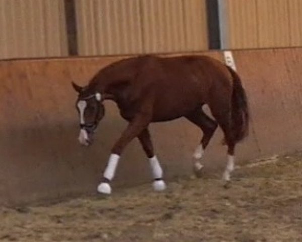 Dressurpferd Glen Tonic (Hannoveraner, 2013, von Graf Top)