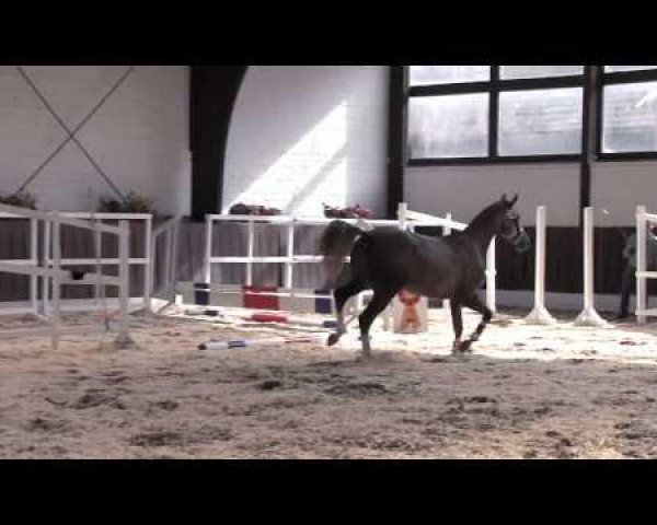 horse Leandro van het Hazelarenhoekje (Belgian Warmblood, 2011, from Adorado)