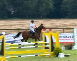 jumper Luwino Sp (Oldenburg, 2009, from Ludwig von Bayern 168 FIN)