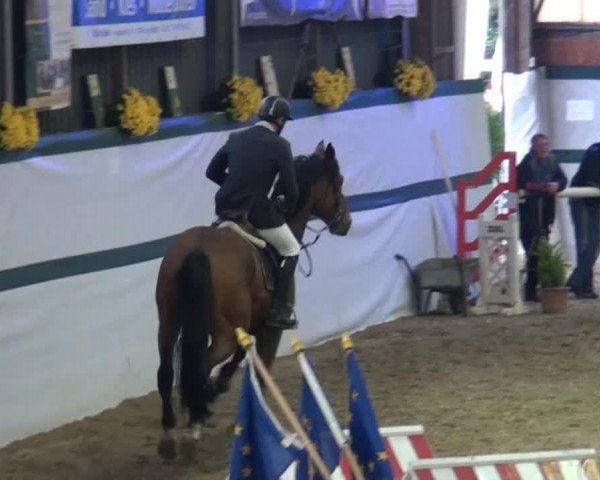jumper Duncan VDL (KWPN (Royal Dutch Sporthorse), 2008, from Canturo)