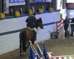 jumper Duncan VDL (KWPN (Royal Dutch Sporthorse), 2008, from Canturo)