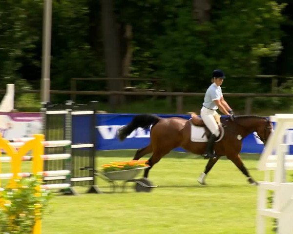 stallion Cajo 6 (Oldenburg, 2009, from Casiro I)