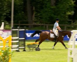 Deckhengst Cajo 6 (Oldenburger, 2009, von Casiro I)