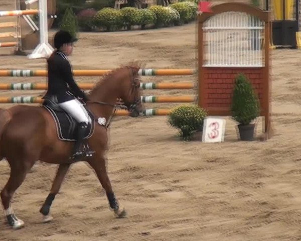 Springpferd Campari 273 (Italienisches Warmblut, 2005, von Graf Noir)