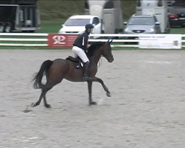 Reitturnier Aesch (Neftenbach) 2020