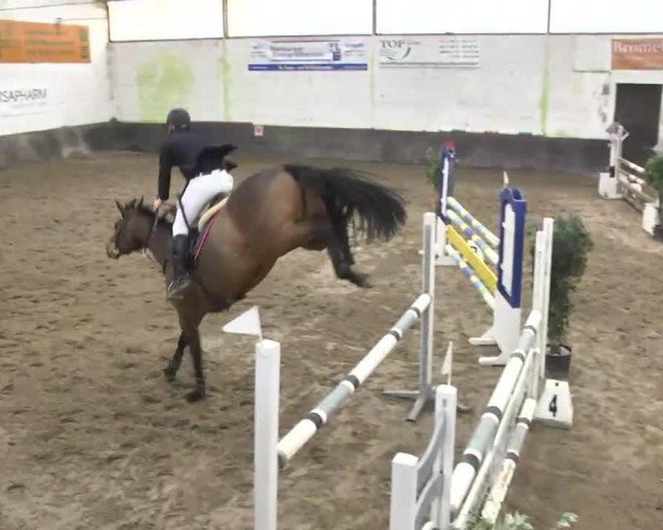 horse Quiater (Oldenburg, 2008, from Quattro B)
