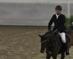 jumper Amarena 39 (Zweibrücken, 2010, from Acordelli)