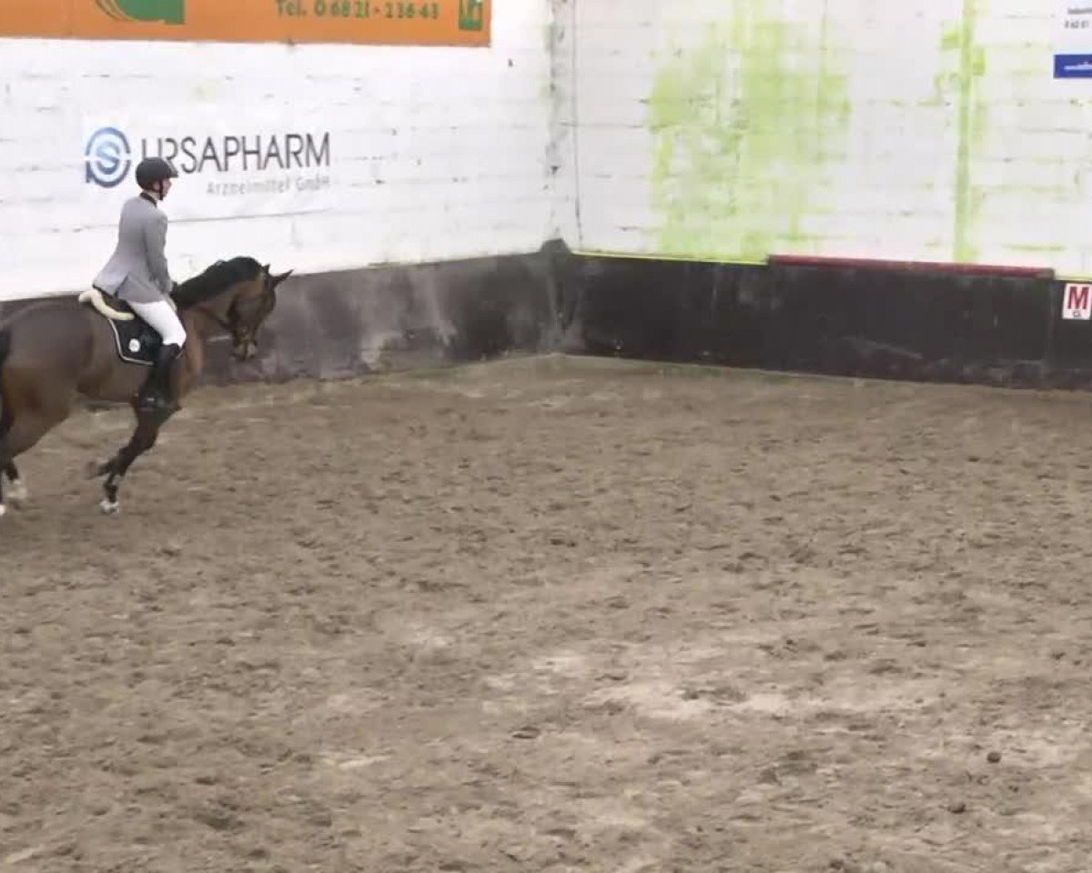 Springpferd Como la Flor (Württemberger, 2009, von Captain Fire)