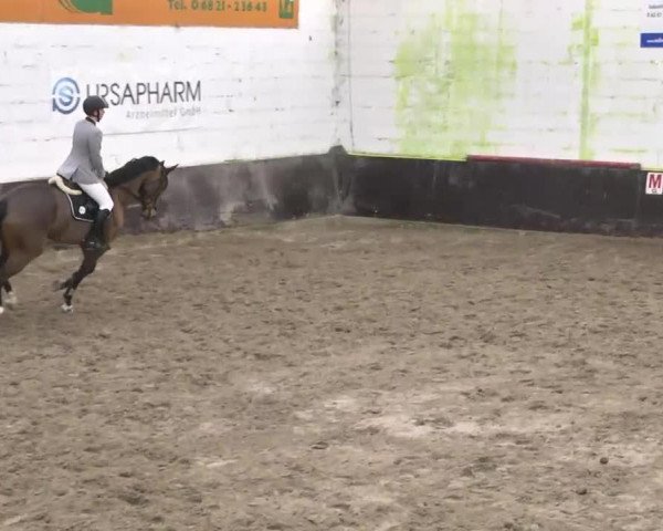 Springpferd Como la Flor (Württemberger, 2009, von Captain Fire)